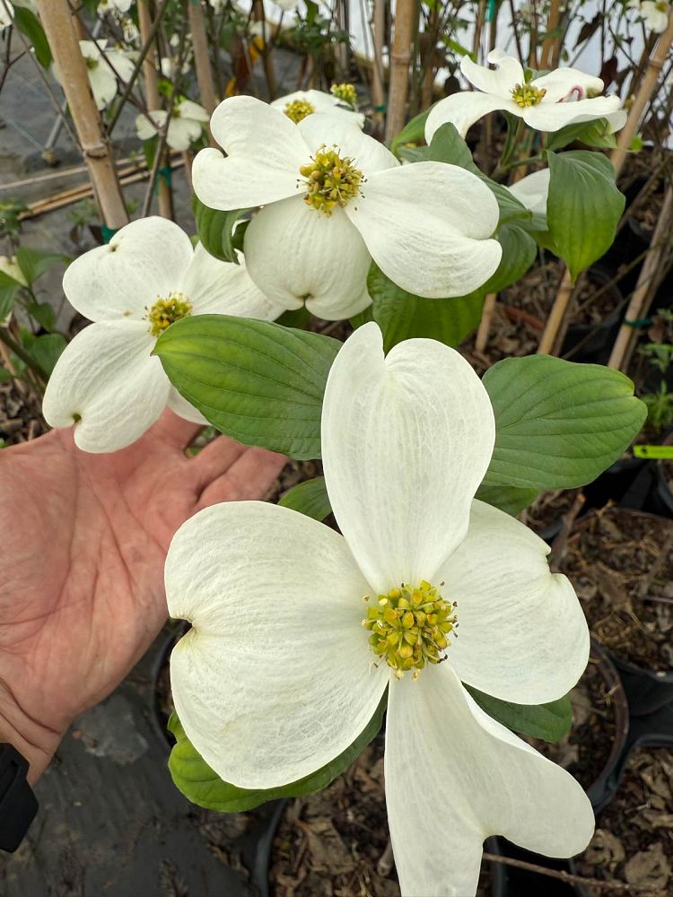 cornus-florida-jean-s-appalachian-snow-flowering-dogwood