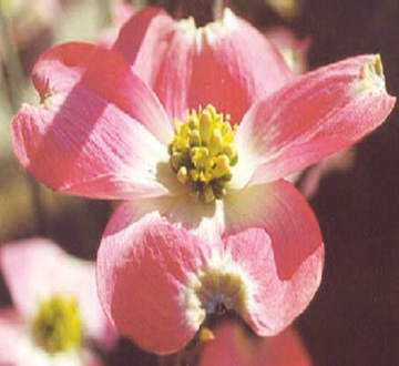 cornus-rutgan-stellar-pink-dogwood