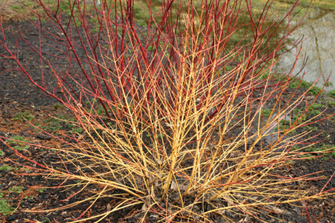 cornus-sericea-arctic-sun-red-osier-dogwood-red-twig-dogwood