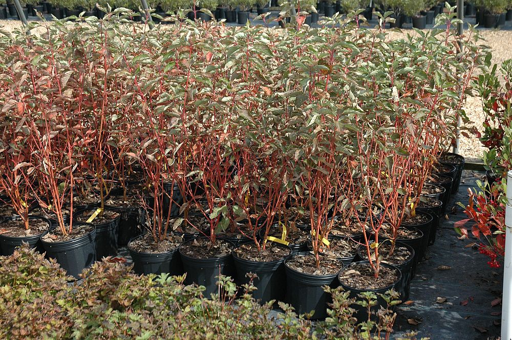 cornus-sericea-cardinal-red-osier-dogwood-red-twig-dogwood