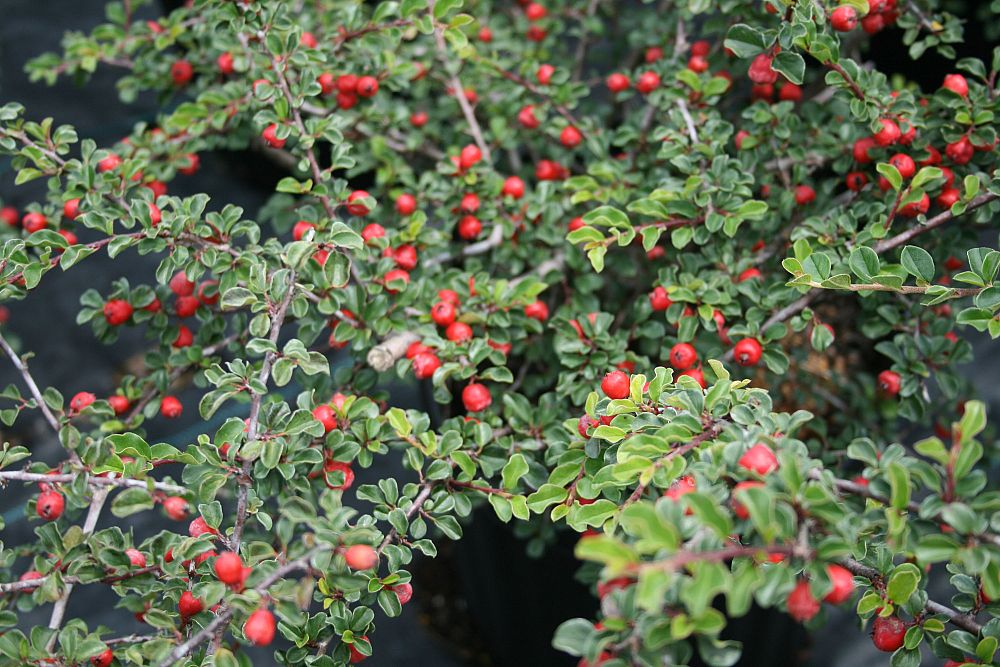 cotoneaster-apiculatus-cranberry-cotoneaster
