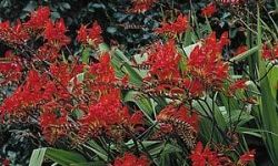 crocosmia-lucifer-montbretia