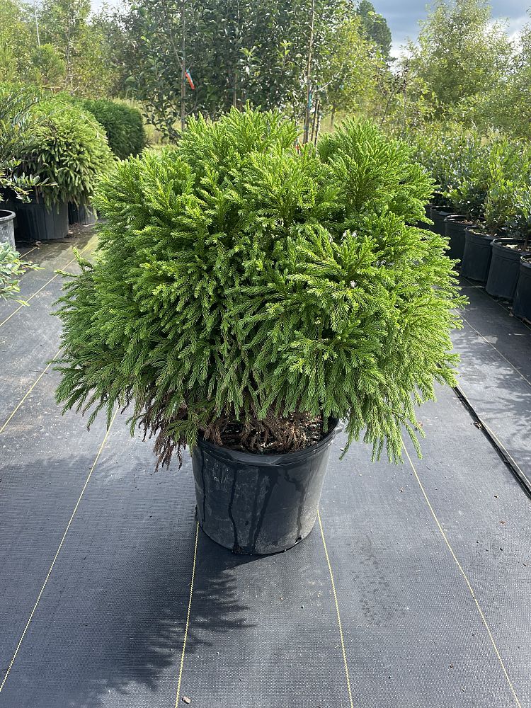 cryptomeria-japonica-globosa-nana-japanese-cedar