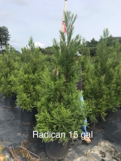 cryptomeria-japonica-radicans-japanese-cedar