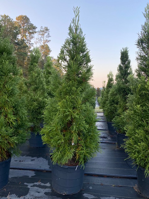cryptomeria-japonica-radicans-japanese-cedar