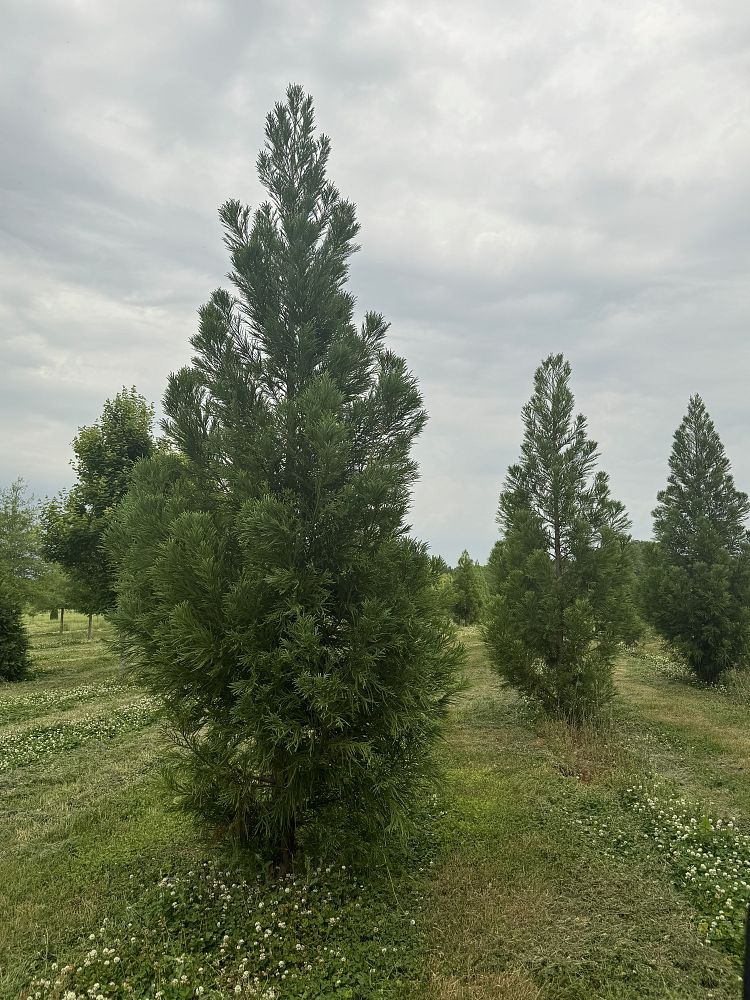 cryptomeria-japonica-yoshino-japanese-cedar