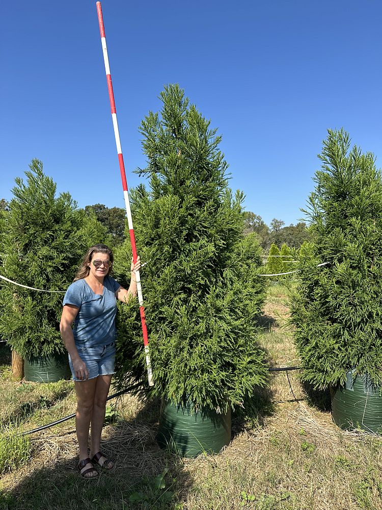 cryptomeria-japonica-yoshino-japanese-cedar