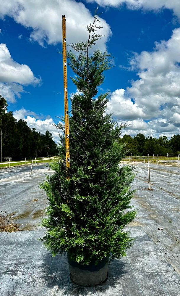 cupressocyparis-leylandii-leyland-cypress-hesperotropsis-leylandii-callitropsis-x-leylandii