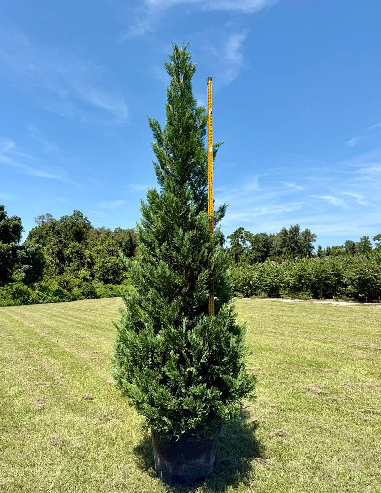 cupressocyparis-leylandii-leyland-cypress-hesperotropsis-leylandii-callitropsis-x-leylandii
