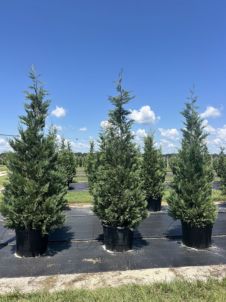 cupressocyparis-leylandii-madeline-leyland-cypress-hesperotropsis-leylandii-callitropsis-x-leylandii