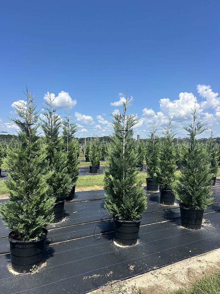 cupressocyparis-leylandii-madeline-leyland-cypress-hesperotropsis-leylandii-callitropsis-x-leylandii