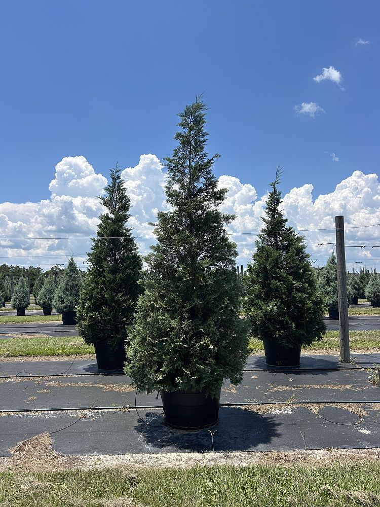 cupressocyparis-leylandii-madeline-leyland-cypress-hesperotropsis-leylandii-callitropsis-x-leylandii