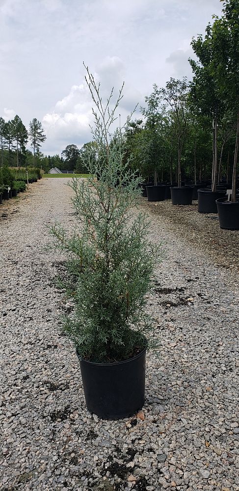 cupressus-arizonica-glabra-carolina-sapphire-arizona-blue-cypress-smooth-bark-arizona-cypress-callitropsis-glabra