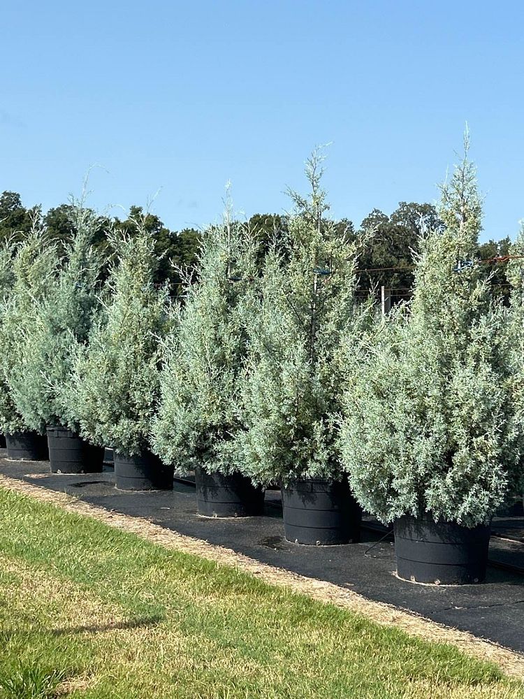 cupressus-arizonica-glabra-carolina-sapphire-arizona-blue-cypress-smooth-bark-arizona-cypress-callitropsis-glabra