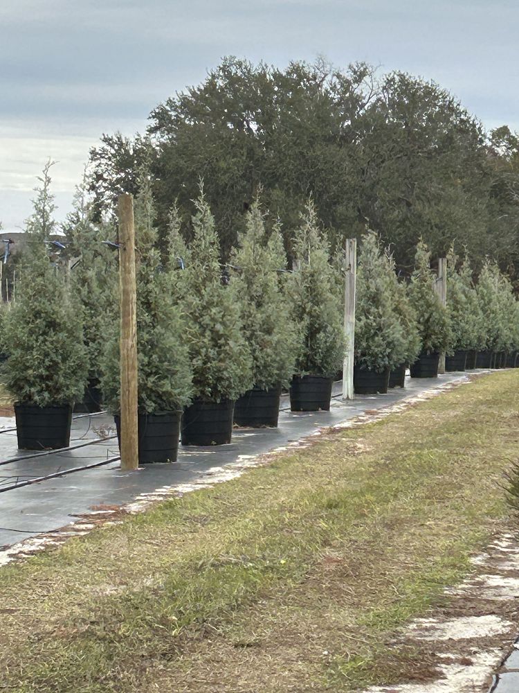 cupressus-arizonica-glabra-carolina-sapphire-arizona-blue-cypress-smooth-bark-arizona-cypress-callitropsis-glabra