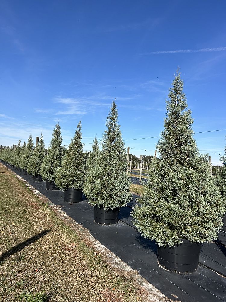 cupressus-arizonica-glabra-carolina-sapphire-arizona-blue-cypress-smooth-bark-arizona-cypress-callitropsis-glabra