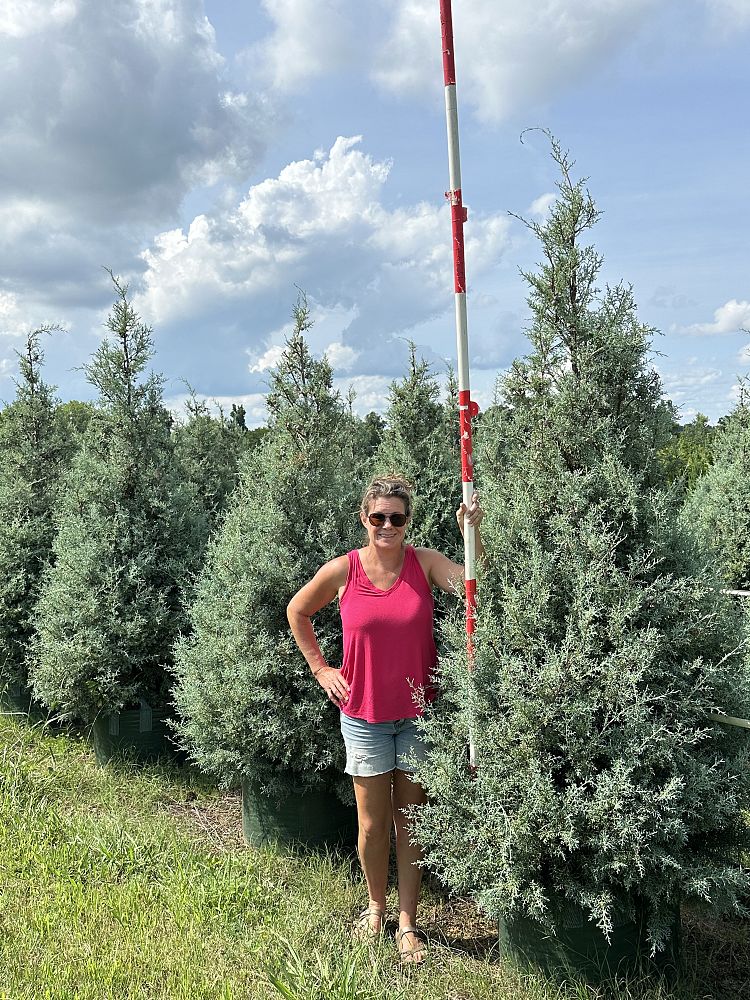 cupressus-arizonica-glabra-carolina-sapphire-arizona-blue-cypress-smooth-bark-arizona-cypress-callitropsis-glabra