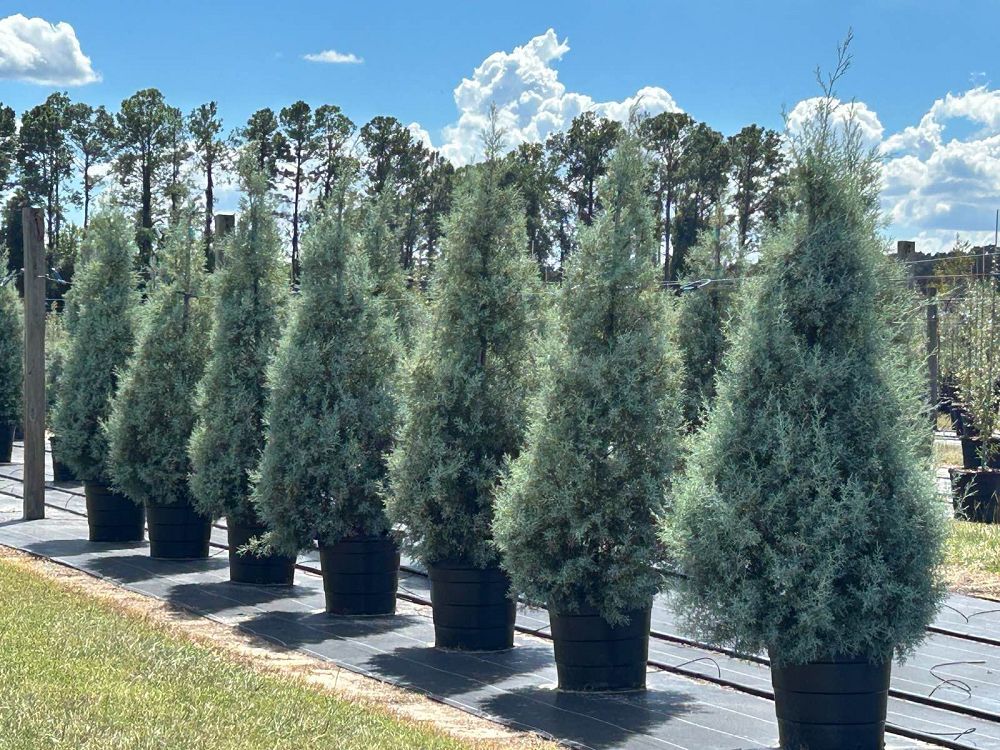 cupressus-arizonica-glabra-carolina-sapphire-arizona-blue-cypress-smooth-bark-arizona-cypress-callitropsis-glabra