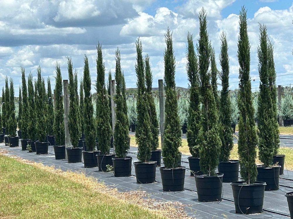 cupressus-sempervirens-italian-cypress