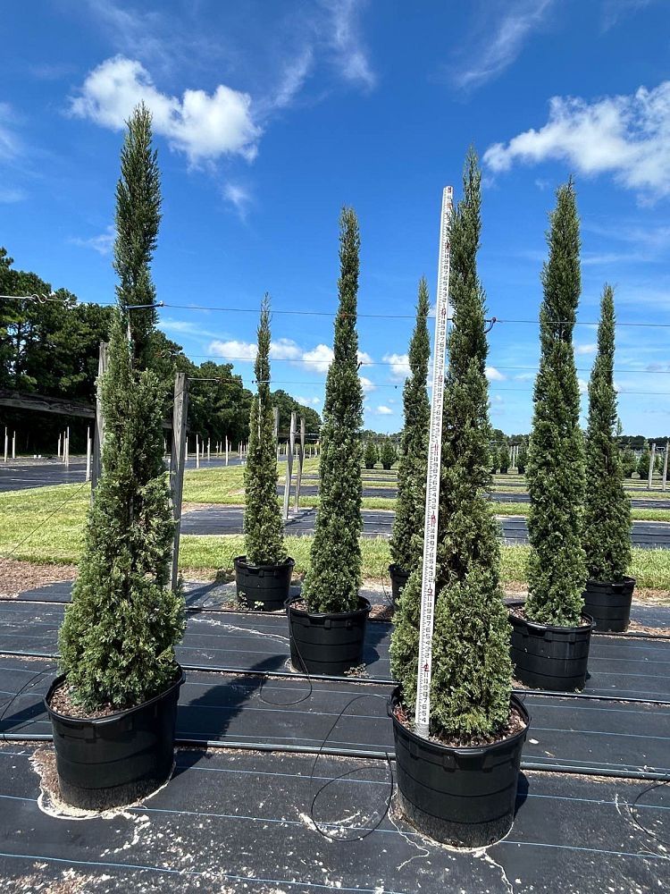 cupressus-sempervirens-italian-cypress