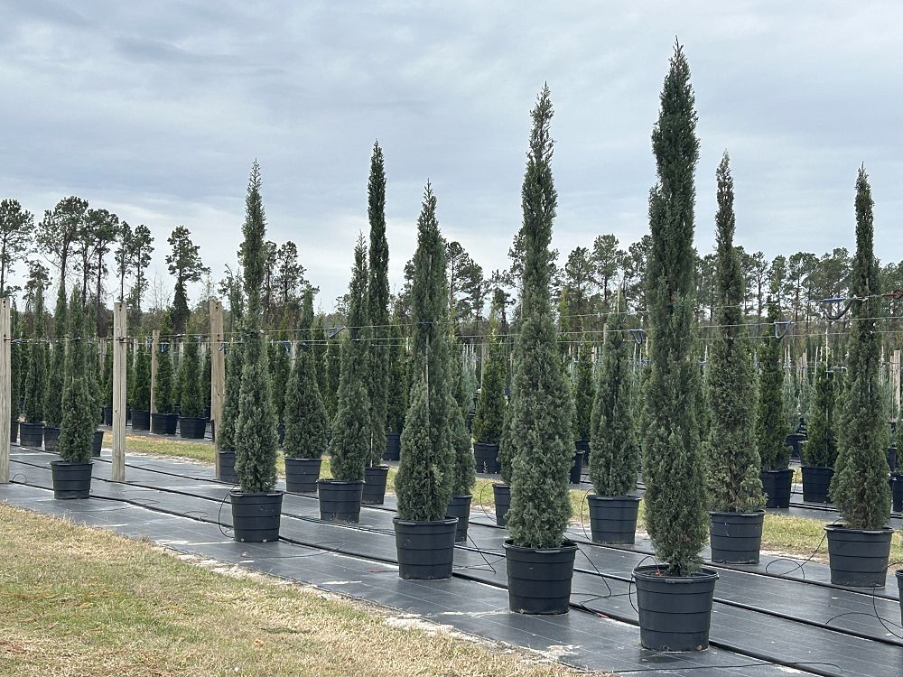 cupressus-sempervirens-italian-cypress