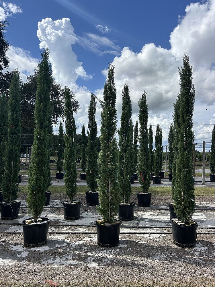 cupressus-sempervirens-italian-cypress