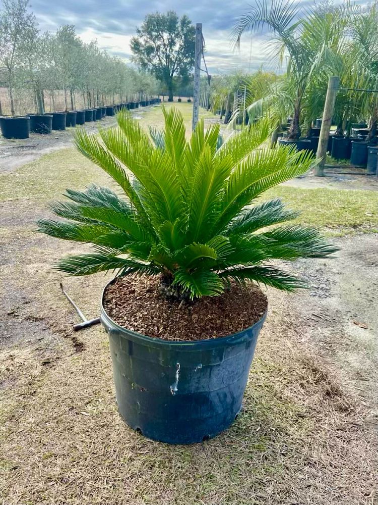 cycas-revoluta-king-sago-palm-cycad