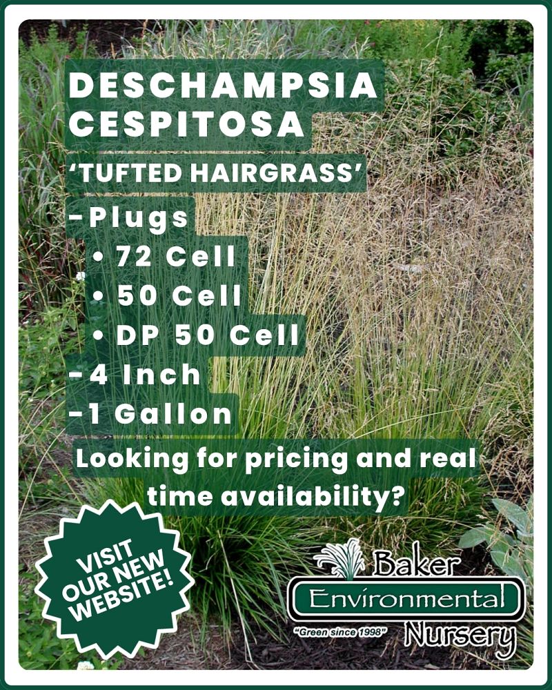 deschampsia-caespitosa-tufted-hair-grass