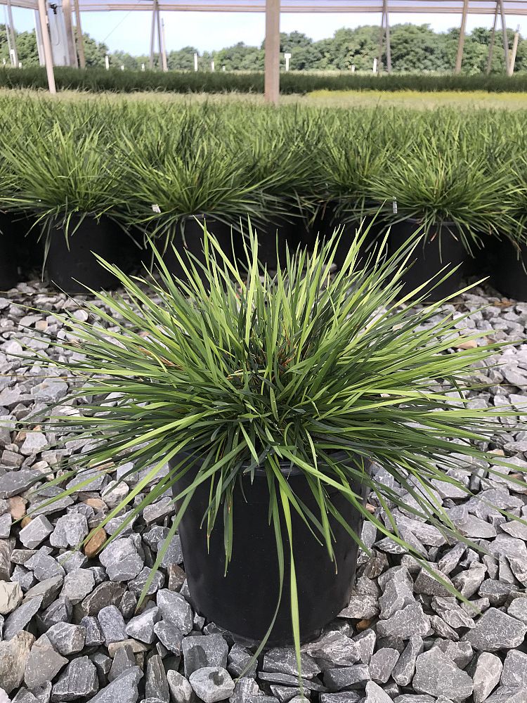 deschampsia-cespitosa-goldtau-hair-grass-hassock-grass-tussock-grass-tufted-hair-grass