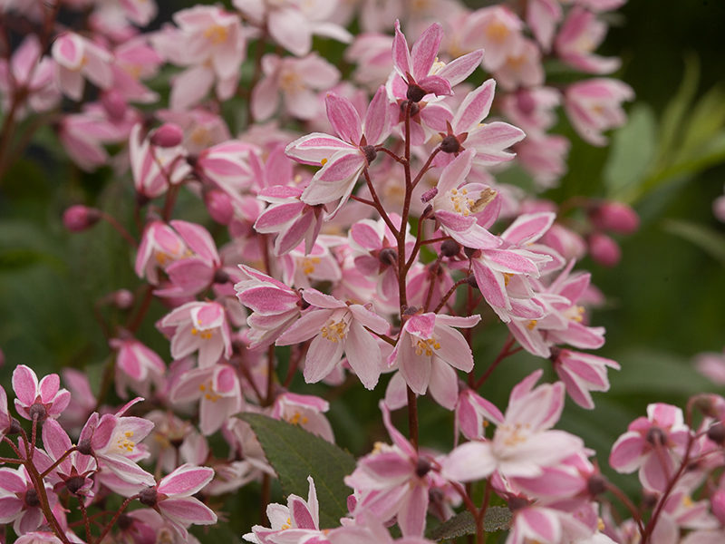 deutzia-gracilis-ncdx2-yuki-cherry-blossom-reg-deutzia