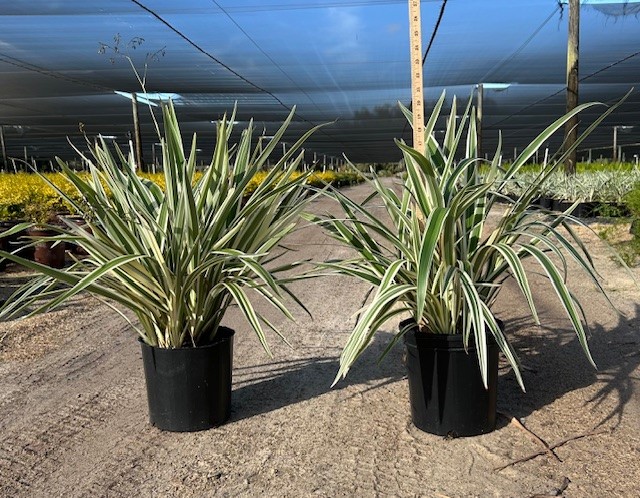 dianella-tasmanica-variegata-flax-lily-tasmanian-flax-lily