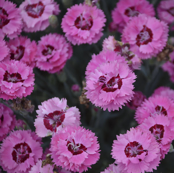 dianthus-cute-as-a-button-pinks