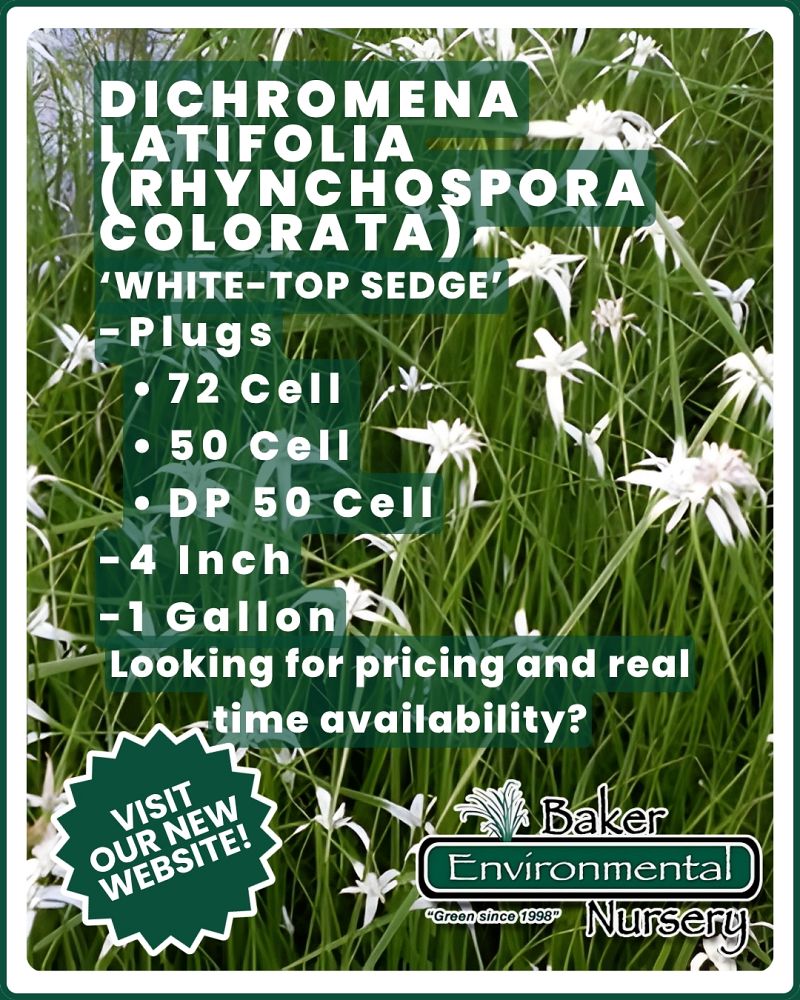 dichromena-latifolia-star-rush-white-topped-sedge-white-star-grass