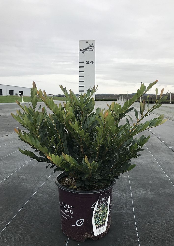 distylium-piidist-iii-coppertone-trade-distylium