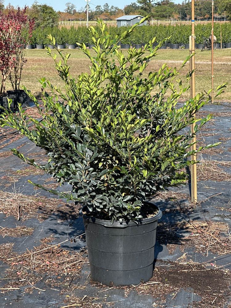 distylium-piidist-iv-linebacker-trade-distylium