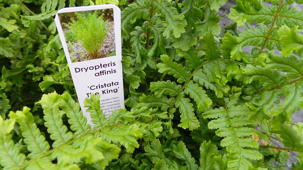 dryopteris-affinis-cristata-scaly-golden-male-fern