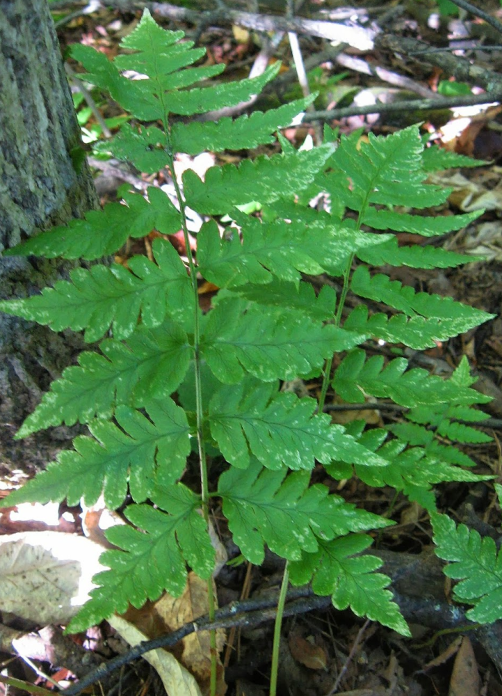 dryopteris-cristata-crested-wood-fern
