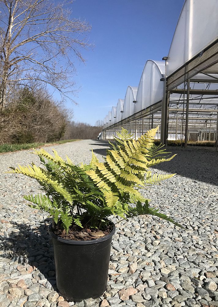 dryopteris-erythrosora-brilliance-autumn-fern