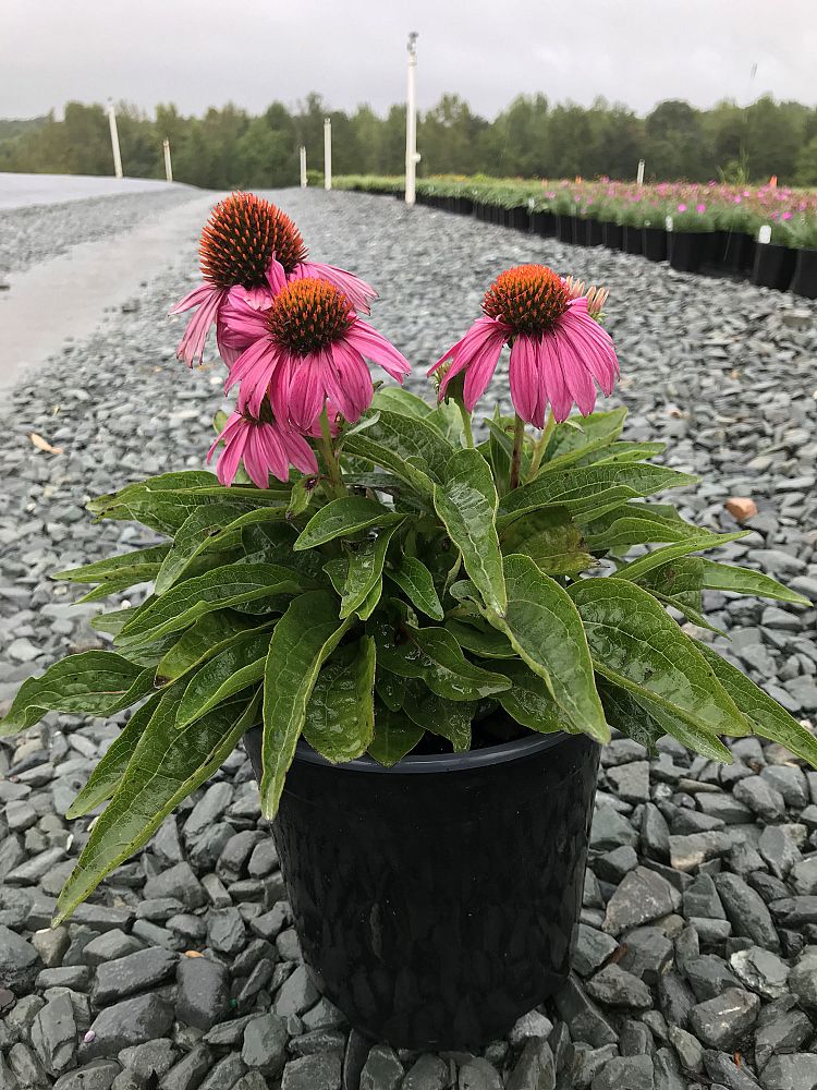 echinacea-purpurea-pas702917-powwow-wildberry-purple-coneflower