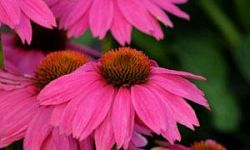 echinacea-purpurea-pas702917-powwow-wildberry-purple-coneflower