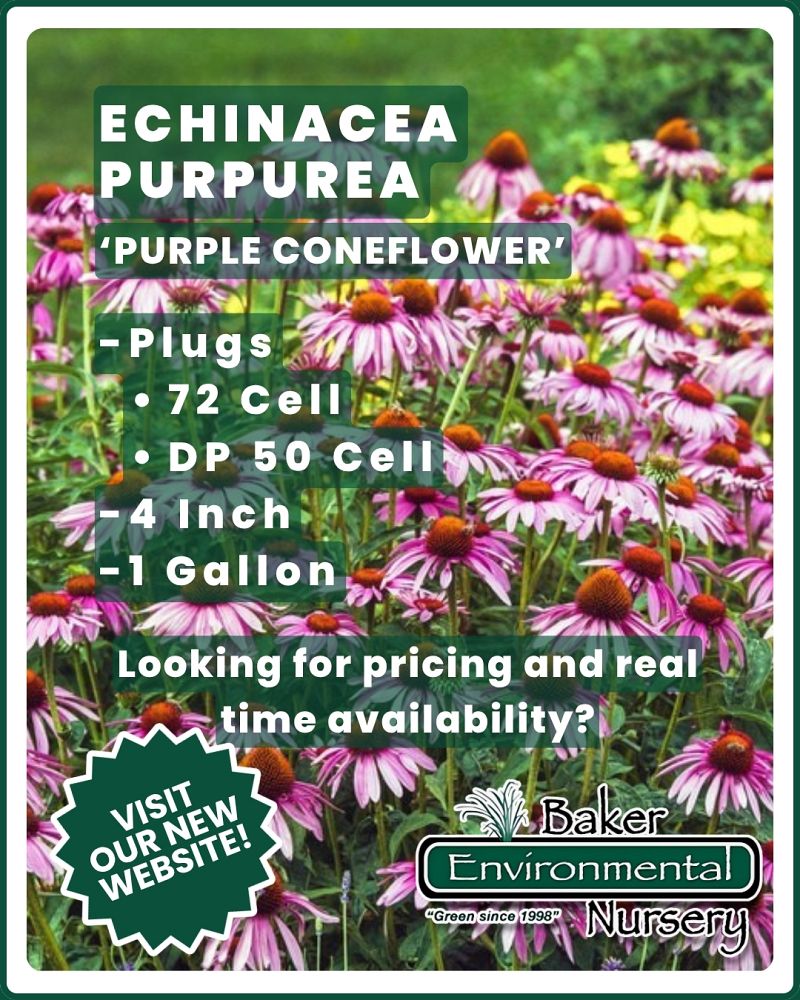 echinacea-purpurea-purple-coneflower