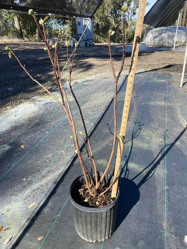 edgeworthia-chrysantha-oriental-paperbush