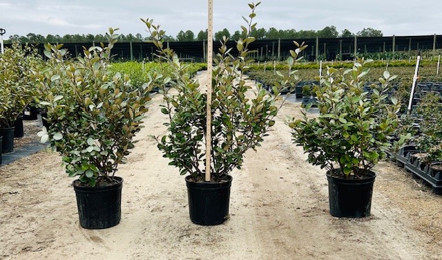 elaeagnus-pungens-glen-st-mary-silverthorn