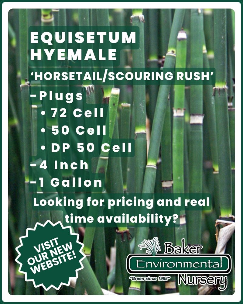 equisetum-hyemale-horsetail-reed