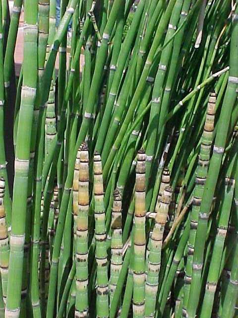 equisetum-hyemale-horsetail-reed