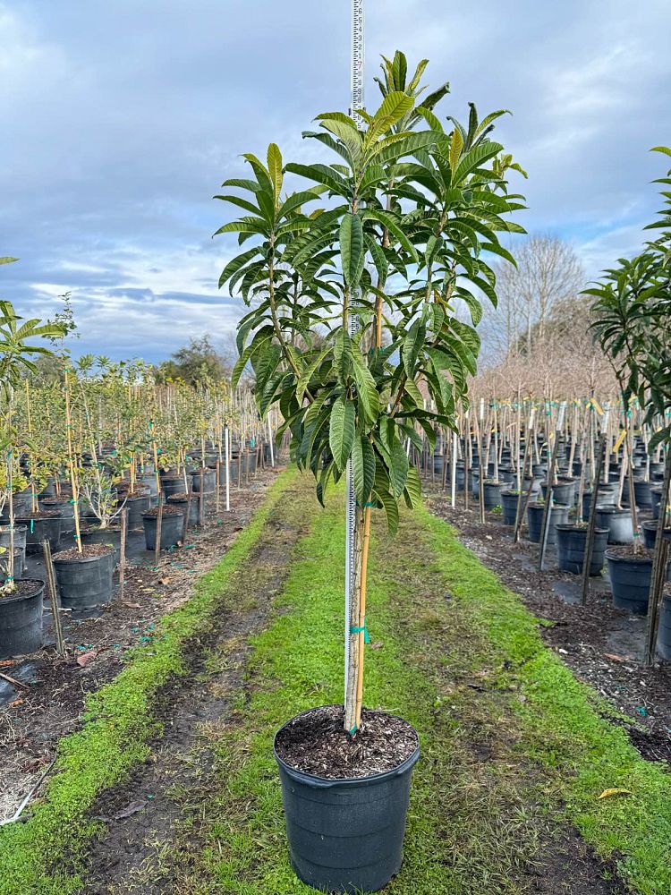 eriobotrya-japonica-loquat-edible-japanese-plum