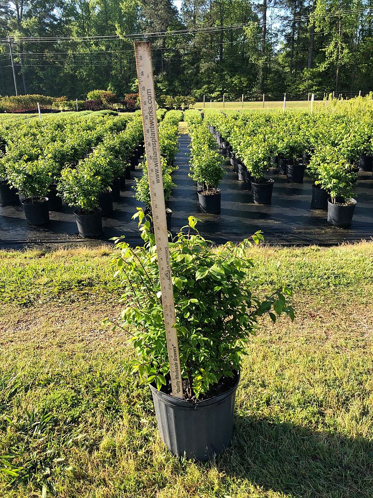 euonymus-alatus-compactus-burning-bush-dwarf-winged-euonymus