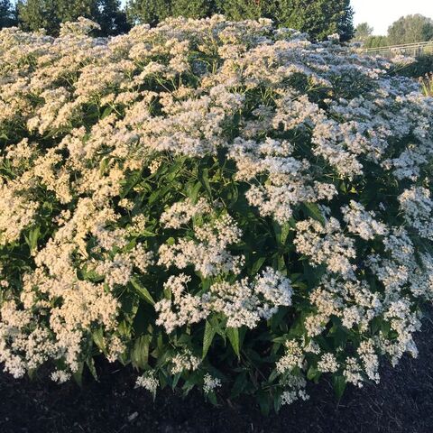 eupatorium-polished-brass