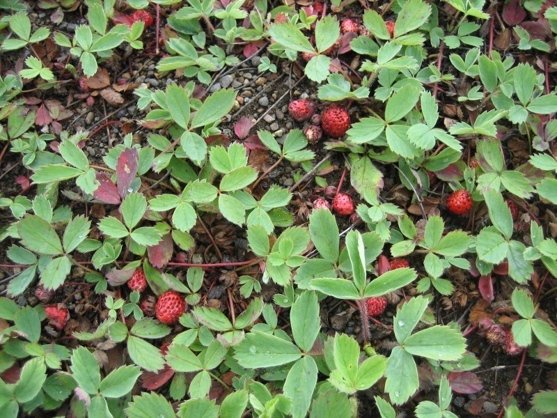 fragaria-virginiana-wild-strawberry-virginia-strawberry
