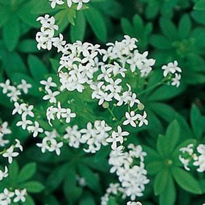 galium-odoratum-our-lady-s-lace-sweetscented-bedstraw-sweet-woodruff